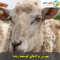 گوسفند گوسفند زنده عید
