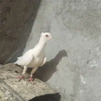 کفتر