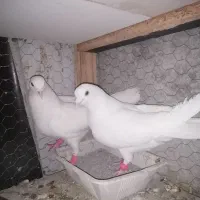 نر و ماده گلپنبه