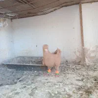 ماده زرد کرمانی