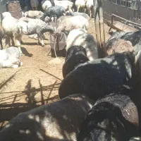 میش چاق