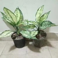 آگلونما برفی