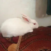 خرگوش ماده بزرگ