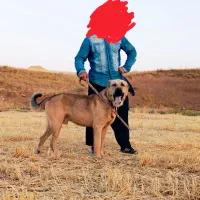 سگ پژدر|سگ|کامیاران, |دیوار