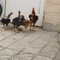 مرغ و خروس لاری افغان دانگ بالا