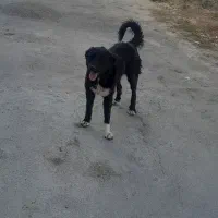 سگ گله ای|سگ|لاران, |دیوار