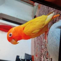 پرنده گمشده