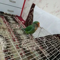 یک عدد کوتوله