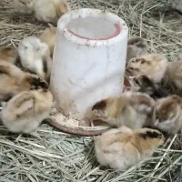 جوجه دورگه امپراطور