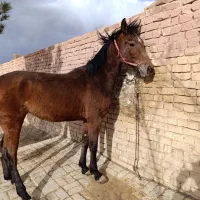 فروش اسب مادیون