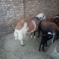 گوسفنده