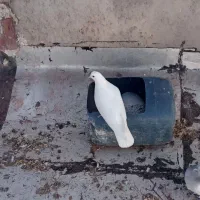 کفتر|پرنده|اردبیل, |دیوار