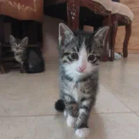 واگذاری ۳تا بچه گربه