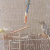 دو عروس هلندی با قفس به همراه طوطی کوتوله
