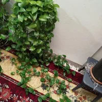 گل پتوس