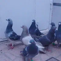 کفتر    کبوتر  صید