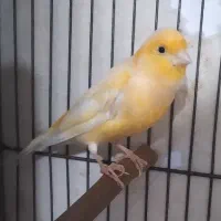قناری نر مست به شرط آماده جفت