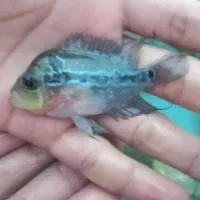 فروش  بچه فلاور هورن و ۱ جفت جوئل و یک کت چوبی