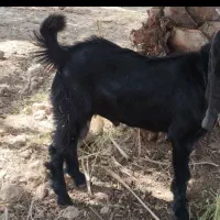 بز نر