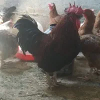 مرغ وخروس و جوجه