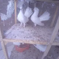 کبوتر دم چتری