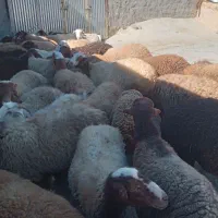 فروش ۳ گونی کاه عدس