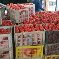 فروش وابگیری گوجه واقع در گلمکان