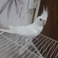 البینو دستی