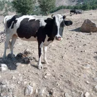 گاو با گوساله