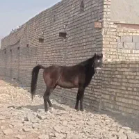 کره اسب نریون عرب