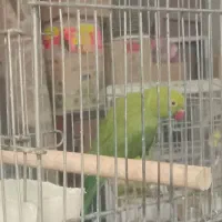 ماده ملنگو آماده سه ساله