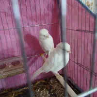 معاوضه یک جفت قناری کیمیا با ماده رسمی اماده