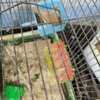 فروش فنچ و عروس  هلندی