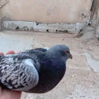 کفتر
