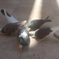 کبوتر خوش خال