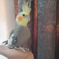 عروس هلندی نر سخنگو