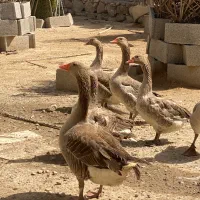 قاز غاز