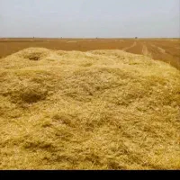 کاه عدس و نخود رو هم کیلو۲۵هزار ومان