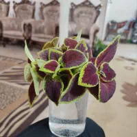 گل جدید|گل و گیاه طبیعی|شیراز, لشکری|دیوار