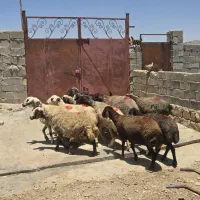 شیشک