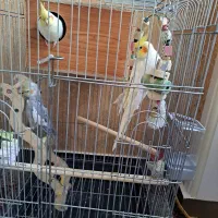 عروس هلندی
