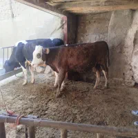 دوراس گوساله نر