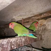 طوطی برزیلی