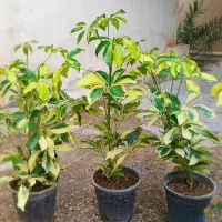 برای شب یلدا دوست داری گل  بگیری قیمت مناسب