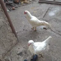 خروس لاری