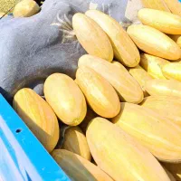 خربزه هندونه