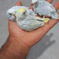 جوجه مرغ عشق