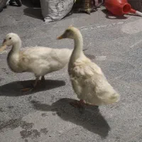 فروش اردک خانگی