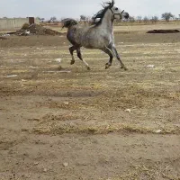 یک راس مادیان همراه با کره مادیان سه ساله