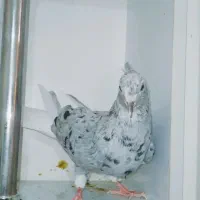 پرنده یا کبوتر